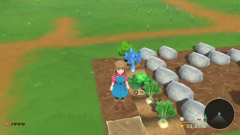 The field of crops, still littered with boulders but with a special variety of crops